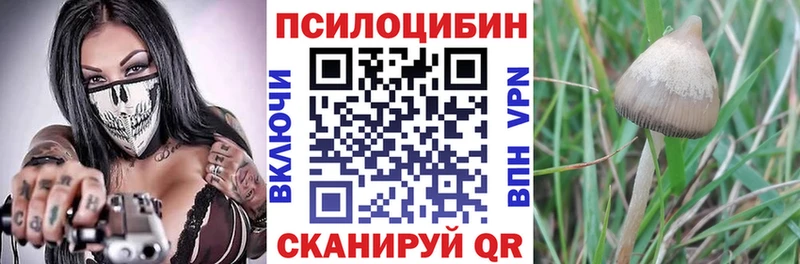 где продают   Бутурлиновка  Псилоцибиновые грибы Psilocybe 